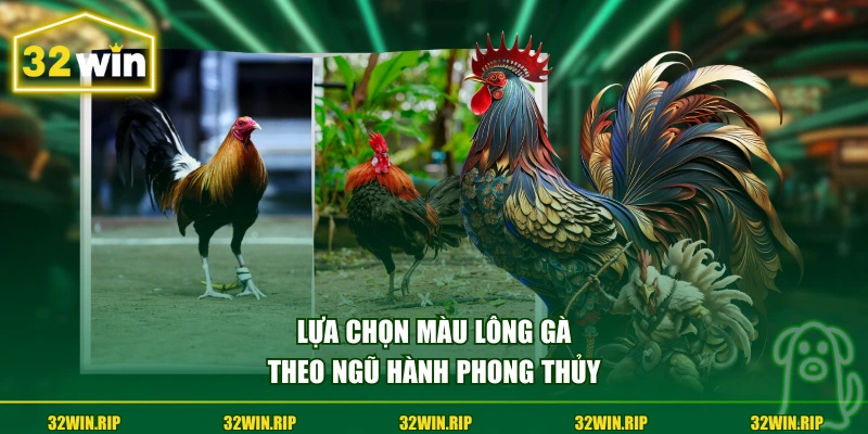 Lựa chọn màu lông gà theo ngũ hành phong thủy