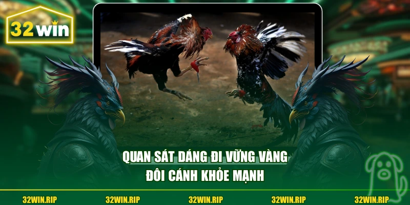 Quan sát dáng đi vững vàng, đôi cánh khỏe mạnh